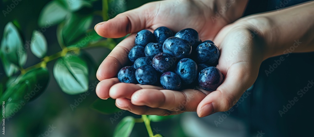 Human hands holding handful ripe fresh blueberries in heart shape Blueberry in human palm. Creative Banner. Copyspace image