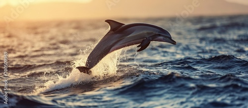 Common Bottlenose Dolphin leaping out of the North Atlantic Ocean near Tenerife Canary Islands sunshine sea. Creative Banner. Copyspace image