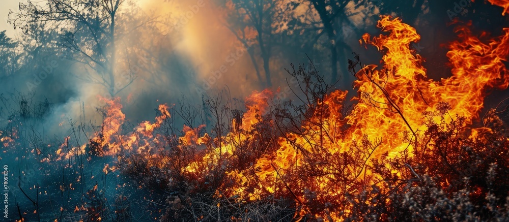 Forest fire burning grass and small trees. Creative Banner. Copyspace image