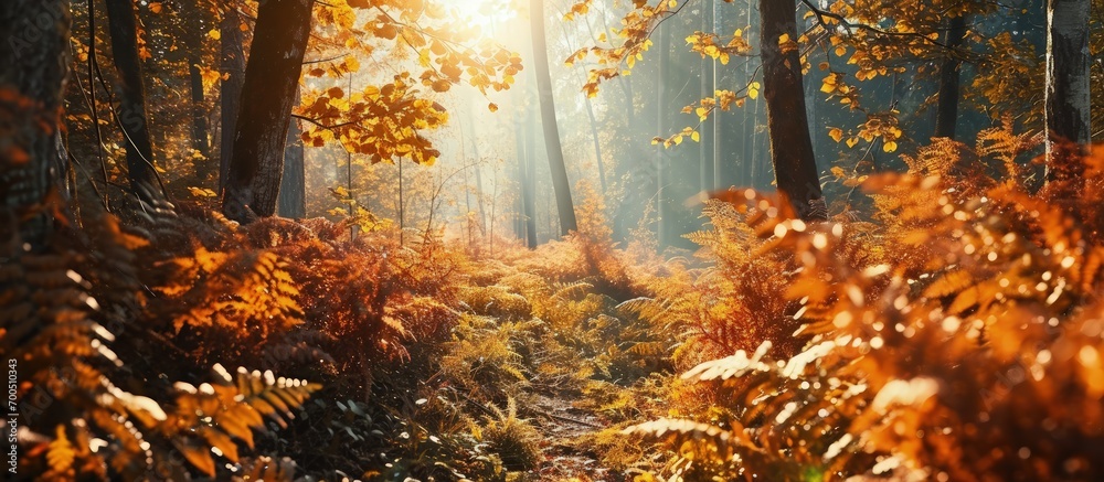 Beautiful morning in autumn forest sun lights plants and fern branches. Creative Banner. Copyspace image