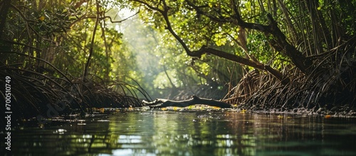 An impressive image of a mangrove forest stretching towards the horizon displaying its vital role in coastal protection and biodiversity conservation. Creative Banner. Copyspace image