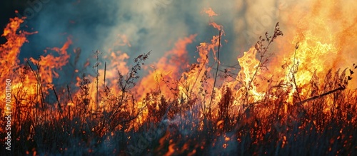 Grass in flames as part of a controlled burn. Creative Banner. Copyspace image photo