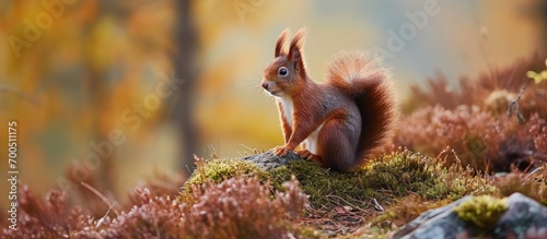 A Rarely spotted Red Squirrel photographed in a woodland Cairngorms National Park Scotland. Creative Banner. Copyspace image