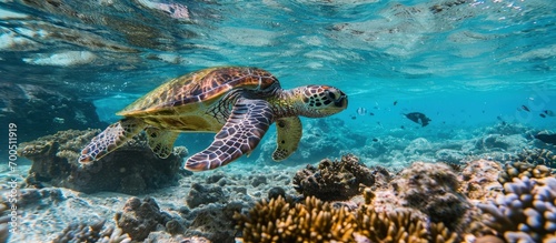 Following a green sea turtle over the coral reef. Creative Banner. Copyspace image © HN Works
