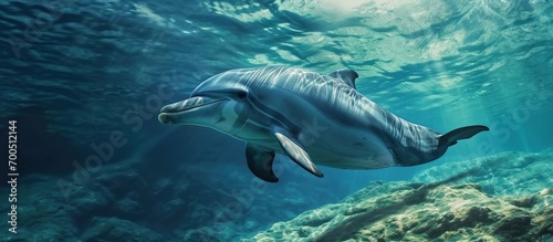 A large white dolphin swims in blue water. Creative Banner. Copyspace image © HN Works