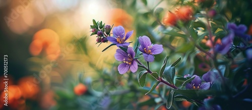 Beautiful Colorful Tiny Flower In Nature Images. Creative Banner. Copyspace image