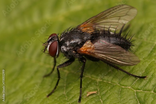 Closeup on a hairy European Tachinid fly , Zophomyia temula sitting on a green leaf