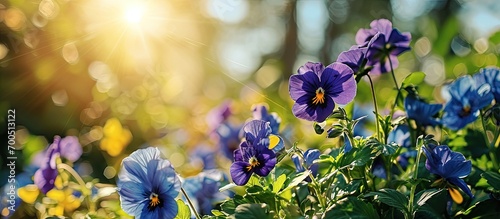 How beautifully the blue purple flowers are blooming It looks amazing Yellow flower petals can be seen in the middle surrounded by green nature open sky and shining sun. Creative Banner © HN Works