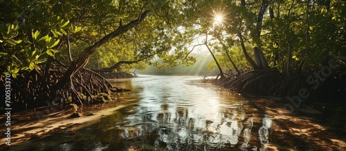 An impressive image of a mangrove forest stretching towards the horizon displaying its vital role in coastal protection and biodiversity conservation. Creative Banner. Copyspace image