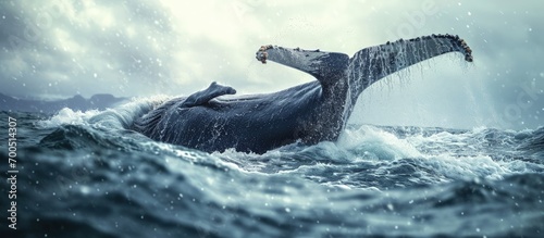 Humpback whale Megaptera novaeangliae slapping its fluke or tail in water. Creative Banner. Copyspace image
