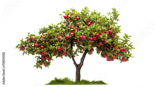 Orchard tree with ripe red apples, cut out