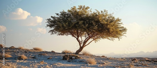 Drought tolerant evergreen Ghaf tree scientific name Prosopis cineraria thrives in arid desert sand dunes in Ras Al Khaimah emirate United Arab Emirates Ghaf trees fight desertification