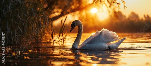 Fototapeta Naklejka Na Ścianę i Meble -  Danube delta wild life birds a graceful swan gliding through the water at sunset biodiversity Conservation. Creative Banner. Copyspace image