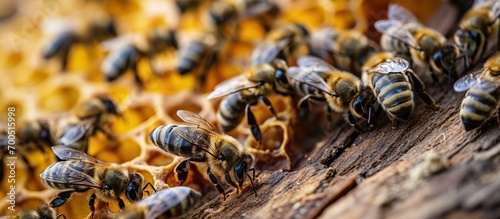 closeup of bees on honeycomb in apiary selective focus copy space. Creative Banner. Copyspace image