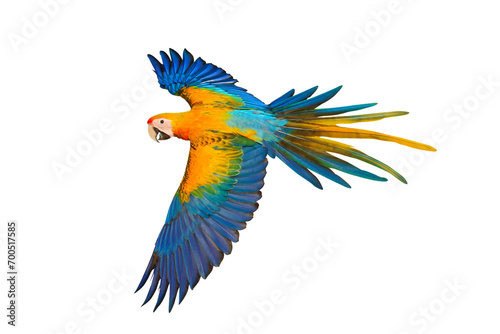 Colorful flying Camelot Macaw  parrot isolated on transparent background png file