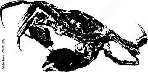 Vector vintage crab drawing. Hand drawn monochrome seafood illustration. Great for menu, poster or label.