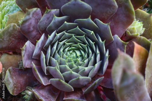 rojnik Feldmeier Sempervivum photo
