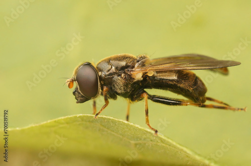 Closeup on the small Ragwort Blacklet hoverfly, Cheilosia bergenstammi, sitting on a leaf © Henk