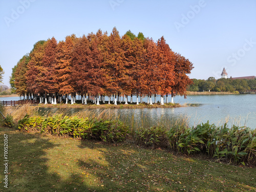 Beautiful view of Bacheng Ecological Wetland Park during autumn session photo