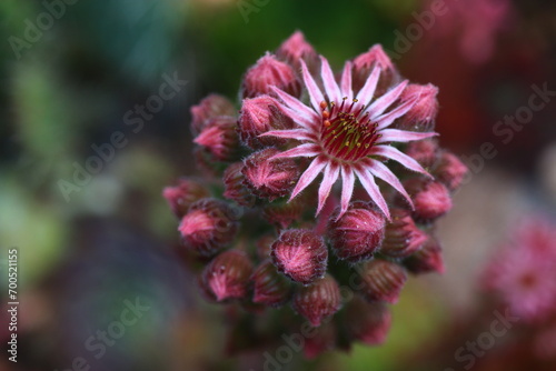 rojnik Feldmeier Sempervivum photo