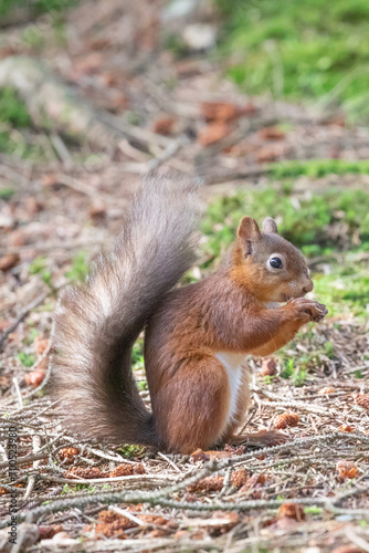 red squirrel  © scott