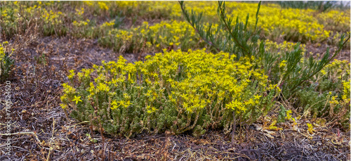 in summer, the ochitok plant blooms yellow in the city photo