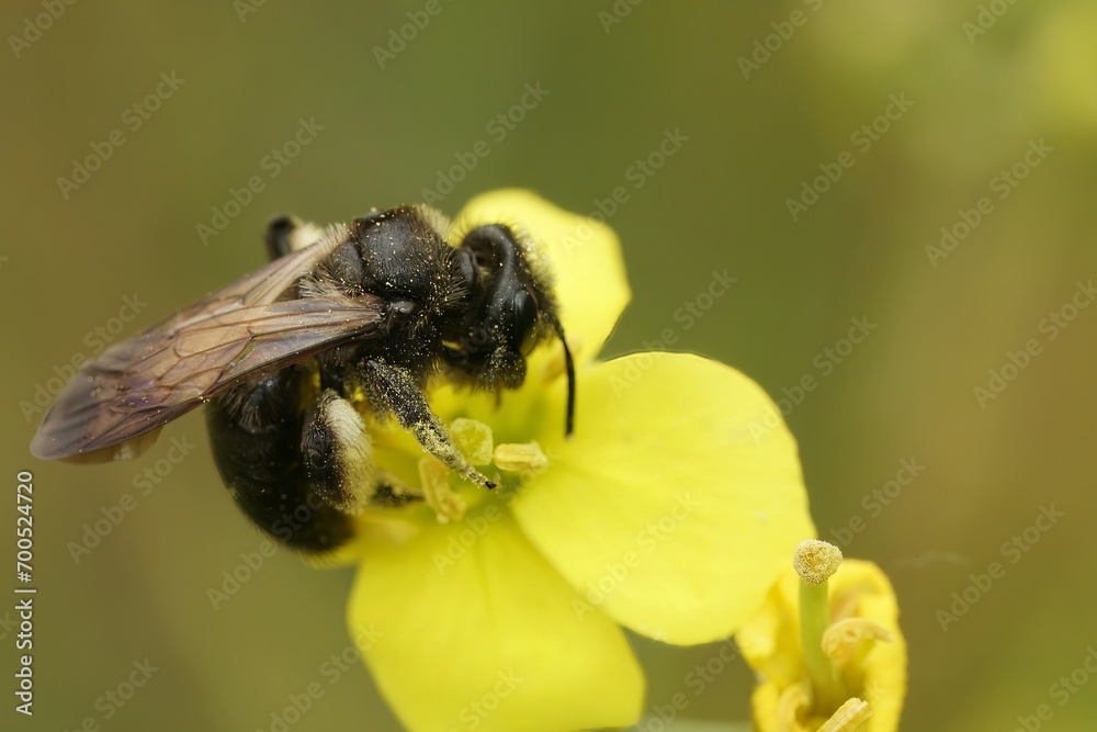 Closeup on a female of the rare Scarce Black Mining Bee, Andrena nigrospina, on yellow Brassica flower Closeup on a female of the rare Scarce Black Mining Bee, Andrena nigrospina, on yellow Brassica flower