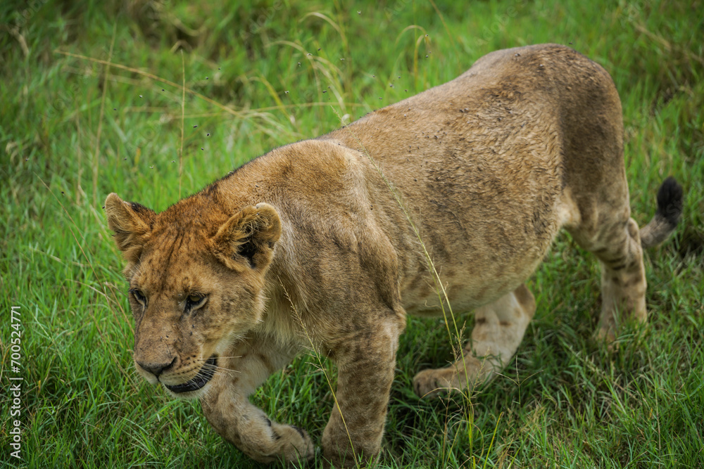 Lion Cub walking next to the Safari truck in Serengeti National Park Lion Cub walking next to the Safari truck in Serengeti National Park