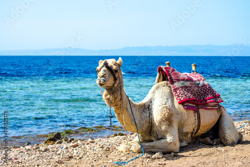 portrait of camel on coast of sea in Egypt Dahab South Sinai