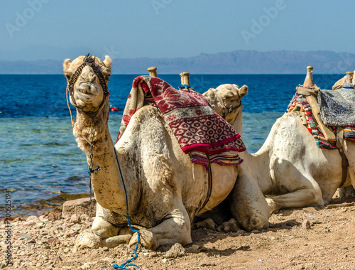 grinning camel on coast of sea in Egypt Dahab South Sinai photo
