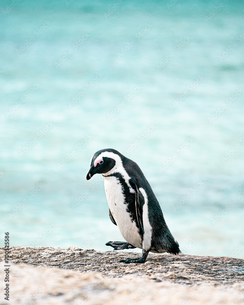 Fototapeta premium Penguin on Boulders beach Cape Town South Africa