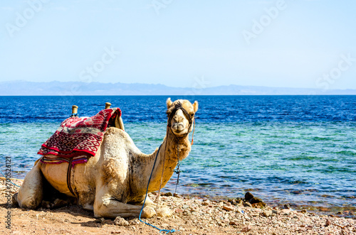 Camel on the Red Sea beach in Egypt