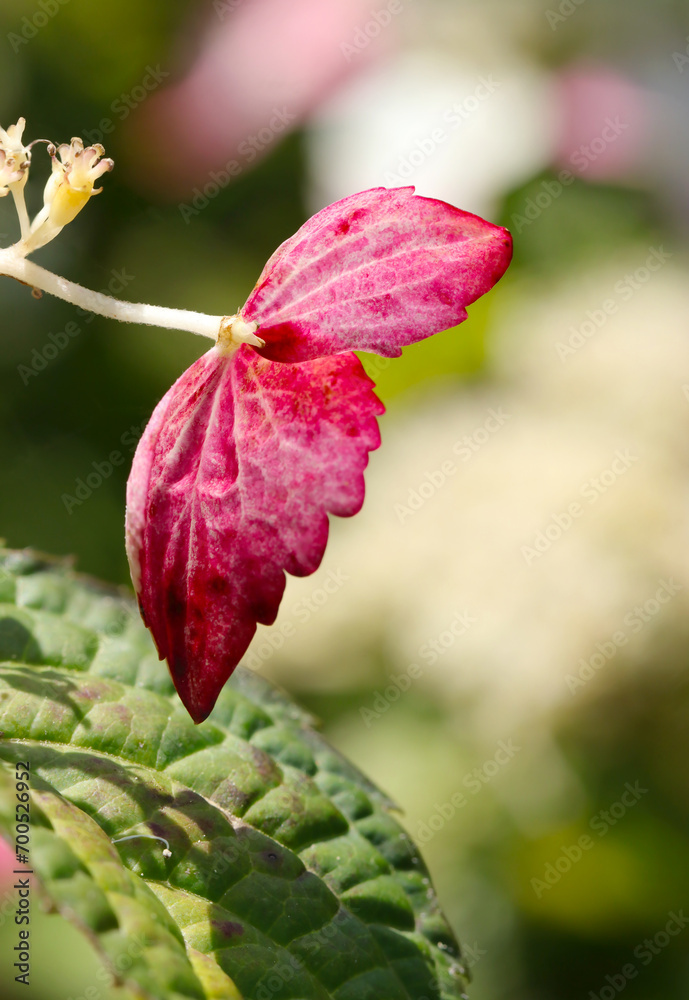 Wild mountain hydrangea with viorlet pink flowerhead. Close up macro photography in the woods. Wild mountain hydrangea with viorlet pink flowerhead. Close up macro photography in the woods.