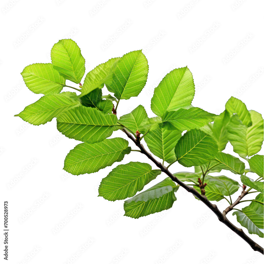 Branch of Fresh Green Elm-Tree Leaves Isolated on Transparent or White Background, PNG