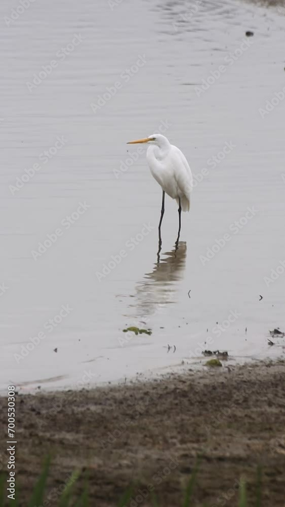 Large White Bird Standing in Water Rural East Texas Large White Bird Standing in Water Rural East Texas