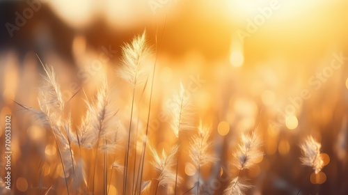 wheat field in sunset