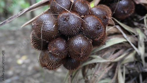 Snake fruit is a type of palm fruit commonly eaten. It is also known as sala. In Asia it is called Salak or salaca. 4K Video of Salacca zalacca. photo