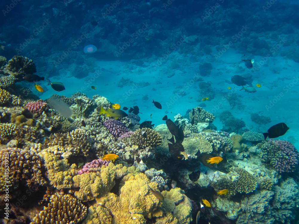 Obraz premium Many colorful fish in the expanses of the coral reef of the Red Sea