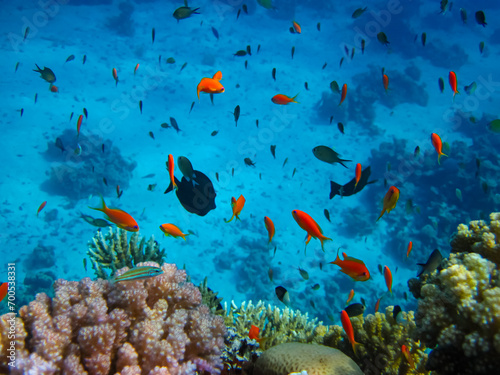 Many colorful fish in the expanses of the coral reef of the Red Sea © glebantiy