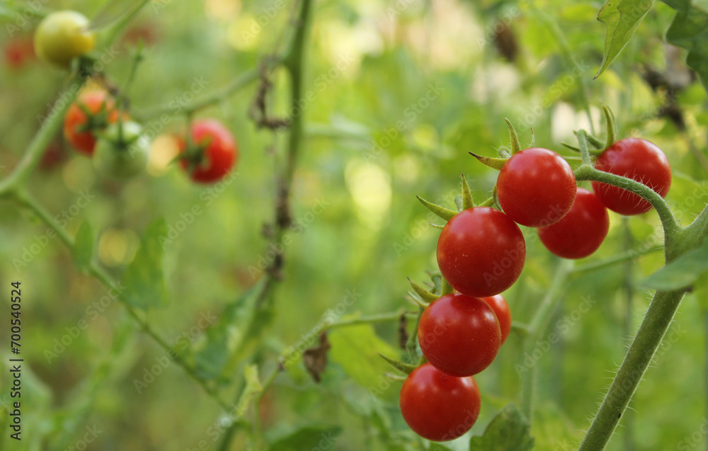 Red Ripe Cherry Tomato Growing in Garden