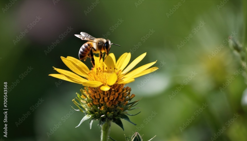 a close up of a bee on a flower with a blurry background of grass and a blurry image of a bee on the top of a yellow flower. a close up of a bee on a flower with a blurry background of grass and a blurry image of a bee on the top of a yellow flower.