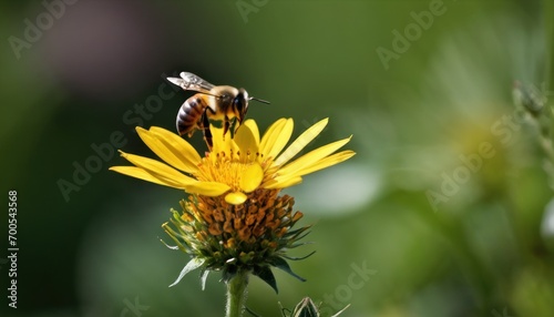  a close up of a bee on a flower with a blurry background of grass and a blurry image of a bee on the top of a yellow flower. © Jevjenijs