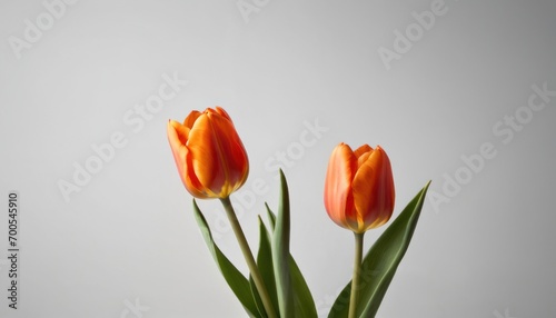  two orange tulips in a glass vase on a white background with a white wall in the background and a white wall in the foreground with a few orange tulips in the foreground.