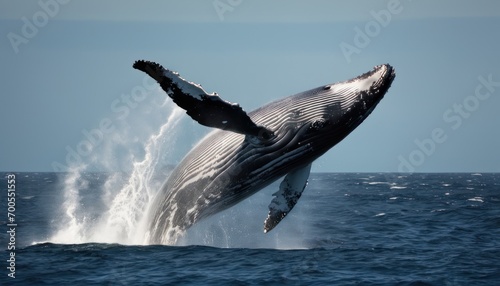  a humpback whale jumping out of the water with it's mouth open and it's tail spouting out of the water while it's tail is out of the water. © Jevjenijs