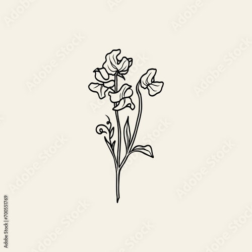 Line art sweet pea branch illustration