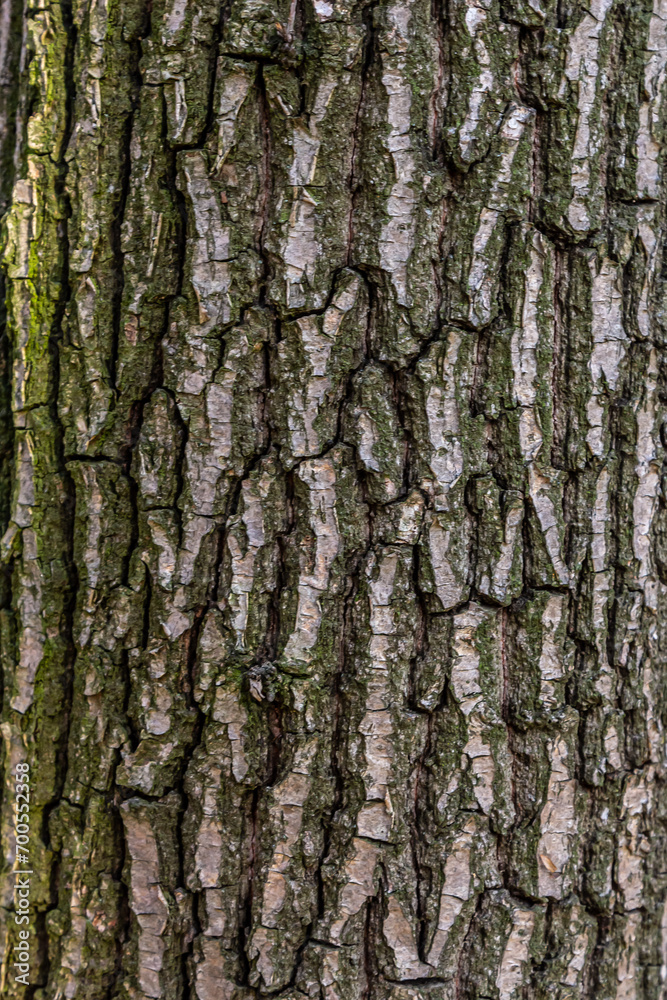 Old Wood Tree Texture Background Pattern Old Wood Tree Texture Background Pattern