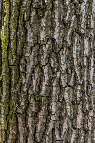 Old Wood Tree Texture Background Pattern © Oleh Marchak