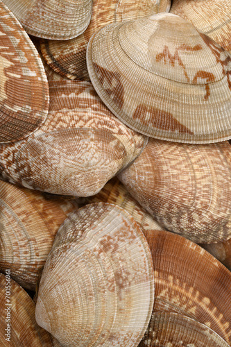 Shells of clams (Ruditapes philippinarum), for backgrounds or textures photo