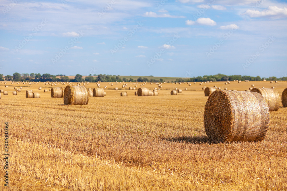 Strohballen liegen zu hunderten auf einem Acker im Sommer