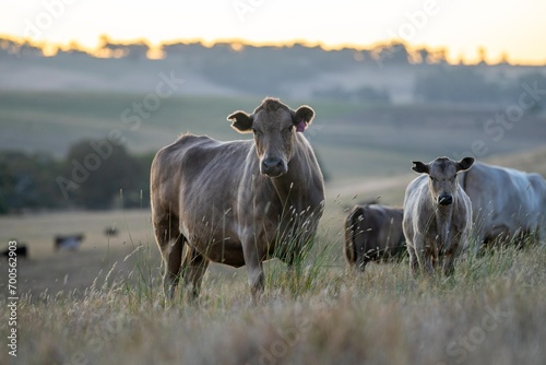 murray grey cows in a field on a farm in summer at sunset